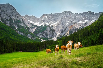 Logarska valley